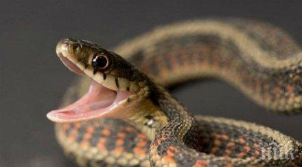 змия налетя прави секс градински маркуч