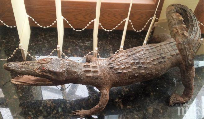 Митницата във Варна продава препариран гущер