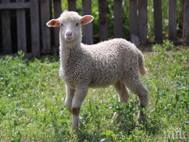 Мъж закла и одра агне до детска площадка 