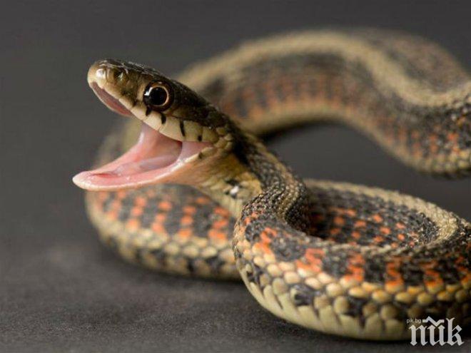 УЖАС! Мъж намери змия в маруля от супермаркет
