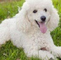 Учени с разкрития какво виждат кучетата и котките, когато 