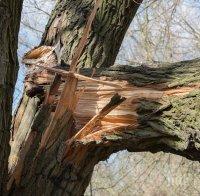 Дърво падна върху главата на мъж, с опасност за живота е