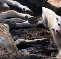 Пожар изпепели стадо крави в Белица