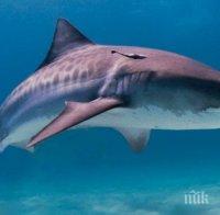 Акула разкъса мъж в плитки води в Австралия