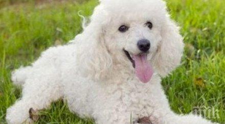 учени разкрития виждат кучетата котките гледат телевизия