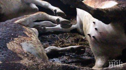 пожар изпепели стадо крави белица