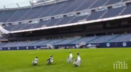 пингвини разходиха стадион чикаго