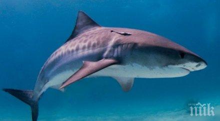 акула разкъса мъж плитки води австралия