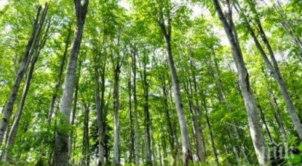 засаждат 000 дръвета село пчелино добричко