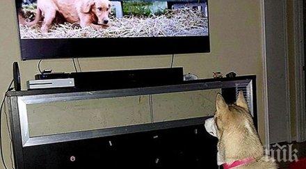 виждат кучетата котките гледат телевизия