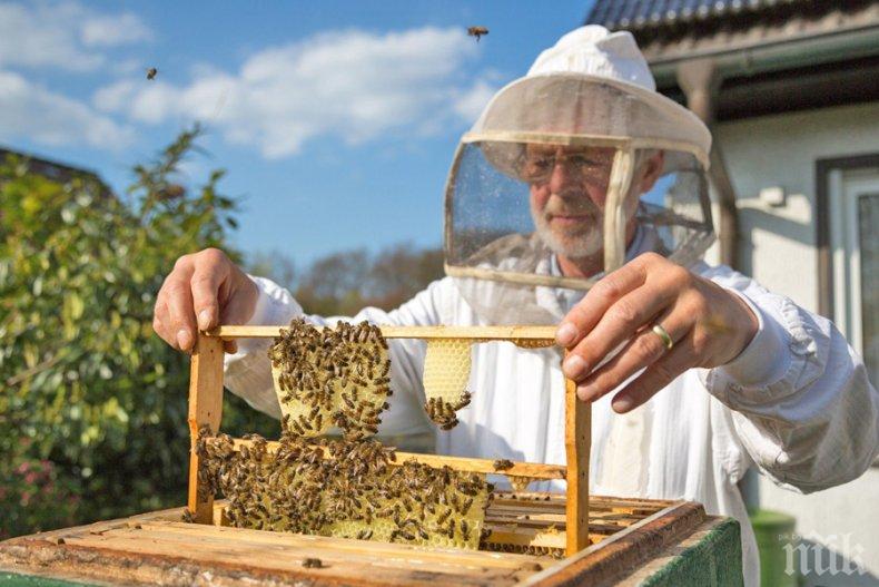 Под 50% от пчеларите са в СМС-системата за пръскания