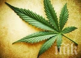 Легализираха марихуаната и във Вирджиния