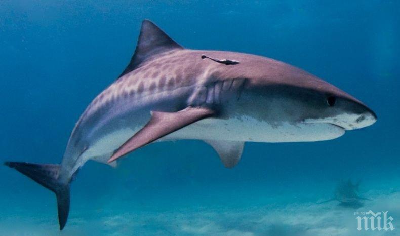 Акула разкъса мъж в плитки води в Австралия