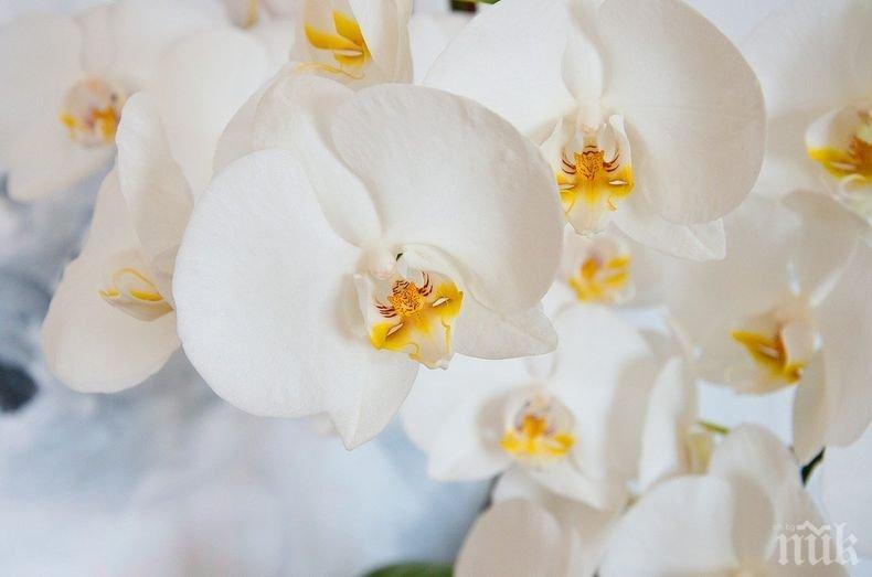 Нов вид орхидея с големи размери беше открита в Еквадор