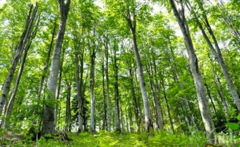 Засаждат 15 000 дръвета край село Пчелино в Добричко