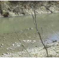 Поредно замърсяване на река Струма край Перник