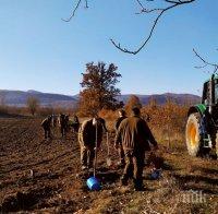 Залесяват благун и липа край Преслав