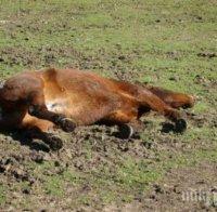 БРУТАЛНО: Мъж уби жестоко кон