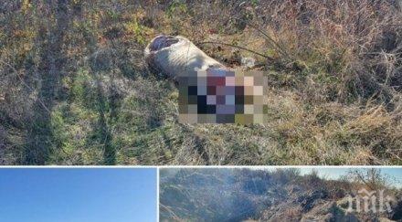 нелегално гробище измрял добитък откриха пловдив