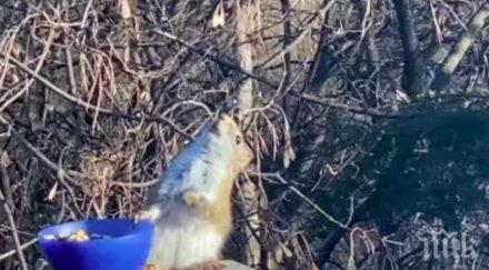 куриоз катеричка напи ферментирала круша видео