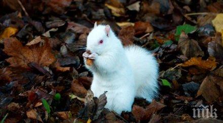 заснеха рядка катерица албинос снимки видео