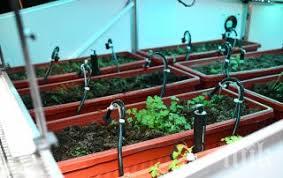 бан показва онлайн богатата сбирка растения балканския полуостров