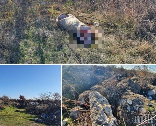 Нелегално гробище за измрял добитък откриха край Пловдив