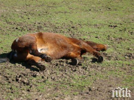 БРУТАЛНО: Мъж уби жестоко кон