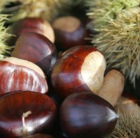 Кестените цъфнаха повторно - чака ни свирепа зима