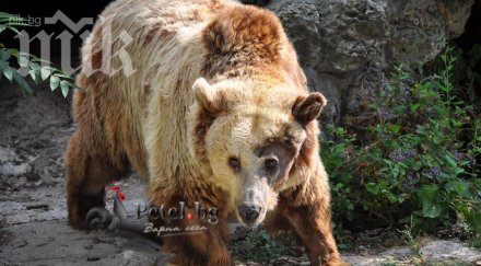 тригодишен погна мечка автомат фенерче монтанско село