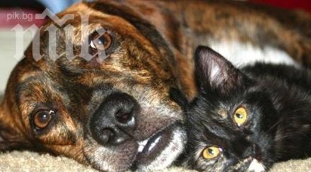 откриха мъртви котки кучета лисица смолян