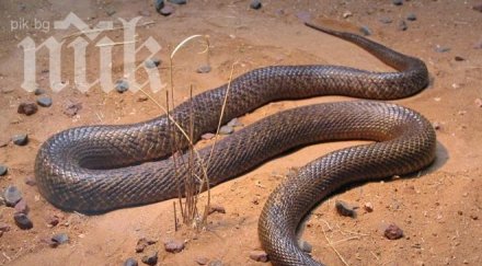 змия колата уплаши смърт врачанка