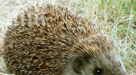 казахстан гледат таралежи месо