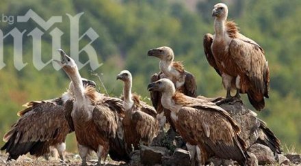 лешоядите празнуват