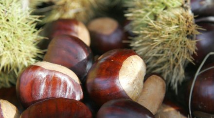 ученици спасяват кестените столицата