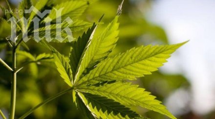 конфискуваха повече 100 килограма канабис благоевградско
