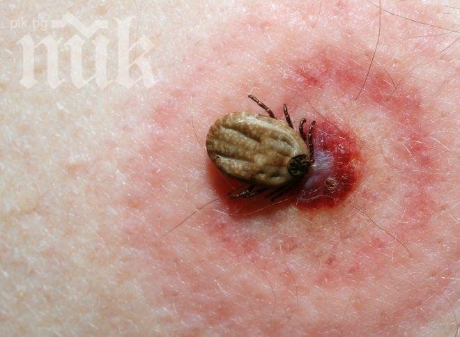 Кърлеж атакува сърцето на кравар