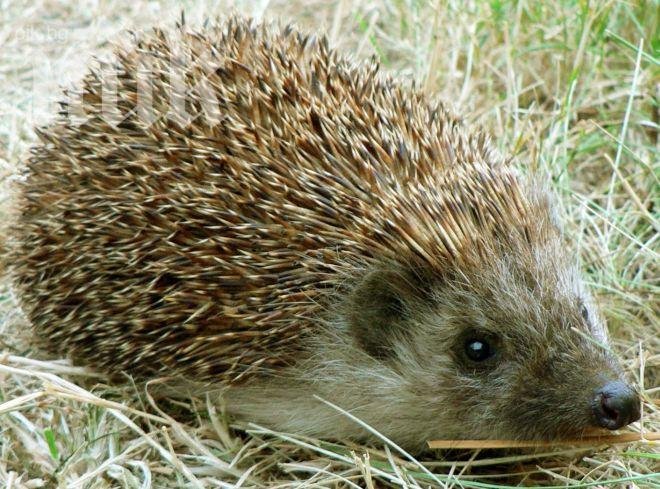 В Казахстан гледат таралежи за месо