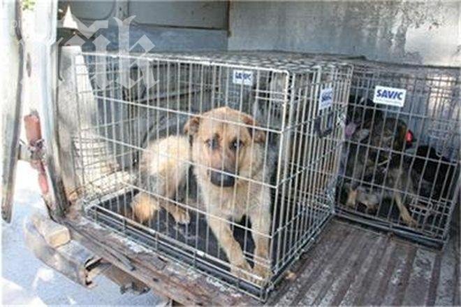 Букурещ прави референдум за кучетата