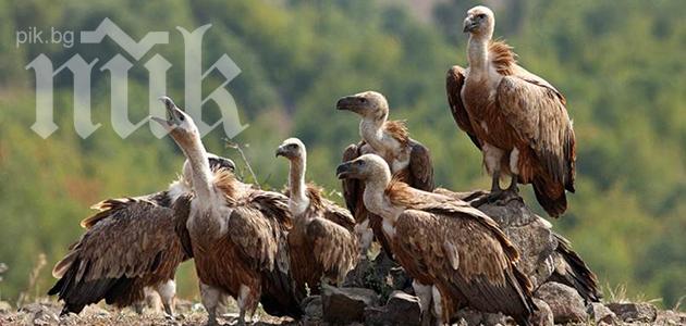 Лешоядите празнуват утре