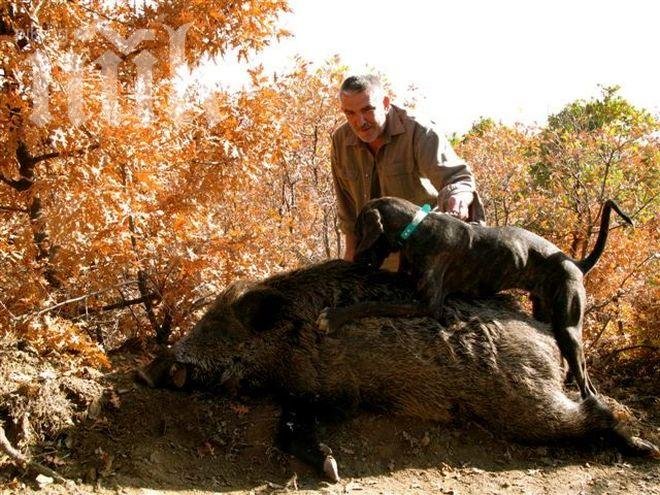 Обясниха на ловци кога могат да стрелят по кучета