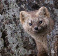В Дания ексхумират милиони норки заради опасност от замърсяване на питейната вода
