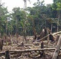 Изсичането на Амазония - с най-високо ниво от 12 години насам