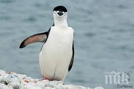 заснеха рядък вид пингвин остров галапагос