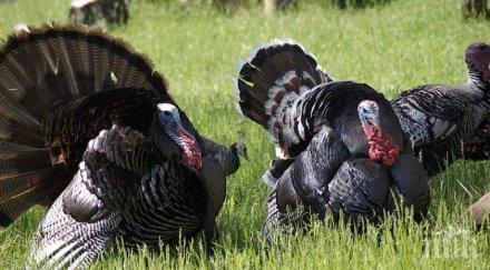 000 пуйки ножа заради птичи грип великобритания