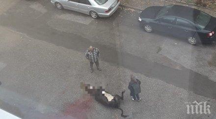 глобяват мъжа заколил крава блок гоце делчев