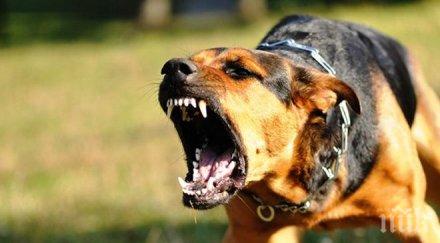 случаи кървави нелегални боеве кучета