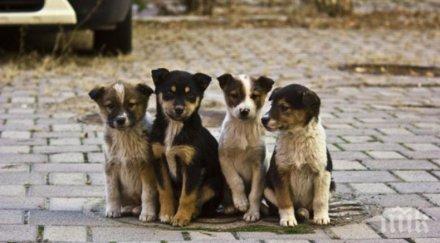 голям късмет спасиха десетки кученца продажбата месо китай