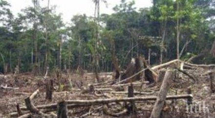 изсичането амазония високо ниво години насам