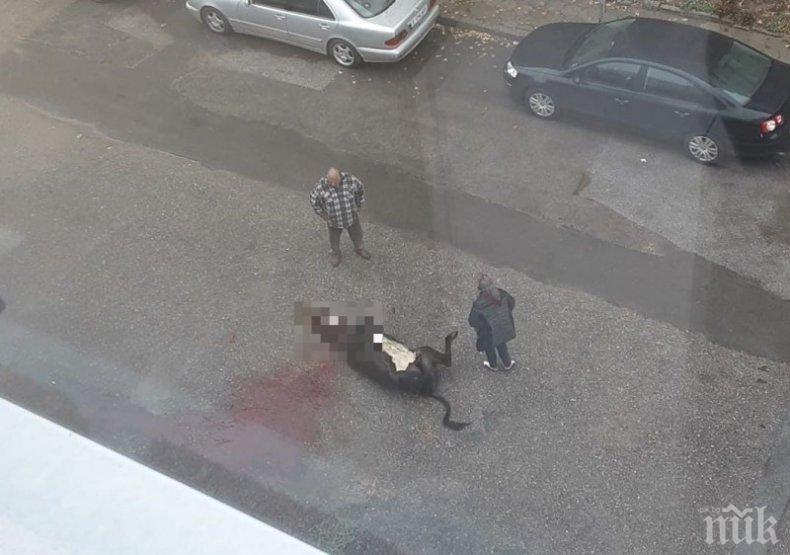 Глобяват мъжа, заколил крава пред блок в Гоце Делчев